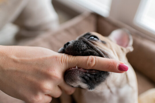 Cute little french bulldog puppy