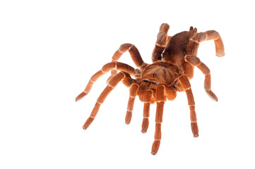 King baboon spider (Pelinobius muticus) on white background