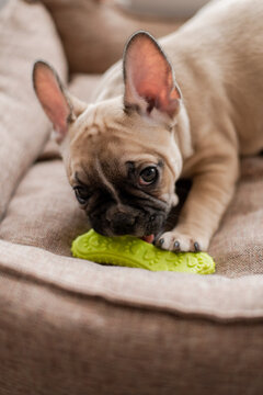 Cute little french bulldog puppy
