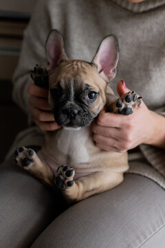 Cute little french bulldog puppy