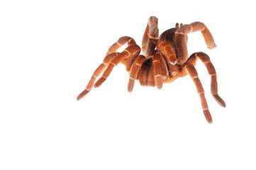 King baboon spider (Pelinobius muticus) on white background