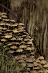 Selective focus shot of honey mushrooms