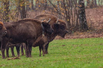 Naklejka na ściany i meble impressive giant wild bison grazing peacefully in the autumn scenery