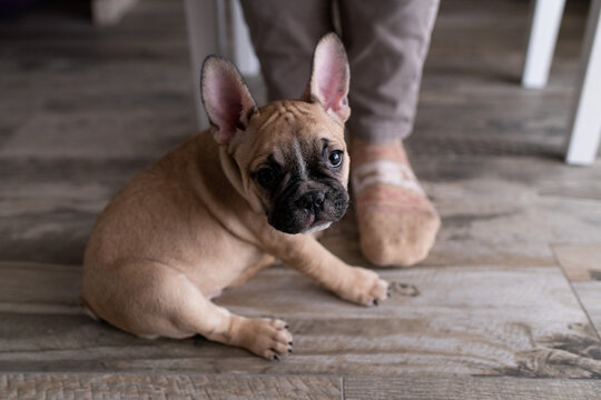 Cute little french bulldog puppy