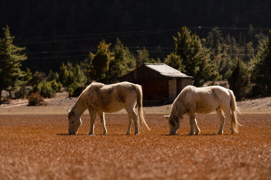 White horses grazing in Himalaya's farmland on a sunny day