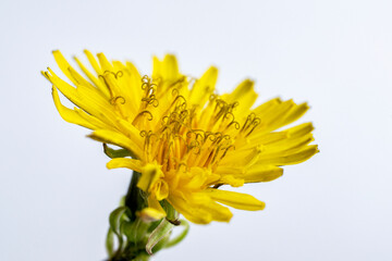 Fototapeta premium Close up of a yellow wildflower on a white background