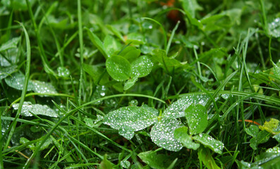 Clover (Trifolium) green fresh plant with transparent water drops on a surface of leaves. Lush greenery background. Wet grass. Rainy weather.