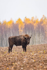 
impressive giant wild bison grazing peacefully in the autumn scenery