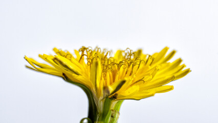 Close up of a yellow wildflower