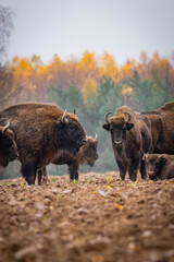  impressive giant wild bison grazing peacefully in the autumn scenery © Magdalena