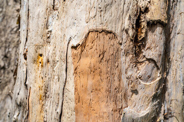 Tree bark close up texture background