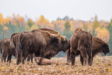 
impressive giant wild bison grazing peacefully in the autumn scenery