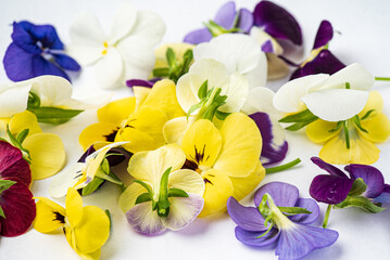 viola flowers on the white background
