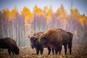 Foto op Plexiglas indrukwekkende gigantische wilde bizons die vredig grazen in het herfstlandschap © Magdalena