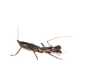 Whip scorpion (Thelyphonida family) on white background