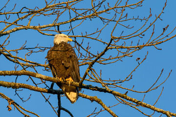 Bald Eagle (Haliaeetus leucocephalus) in British Columbia, Canada