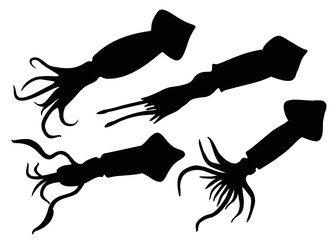 Sea squids in a set. Vector image.