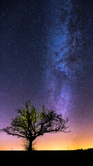 Vertical panorama of winter milkyway behind a naked yellow illuminated tree