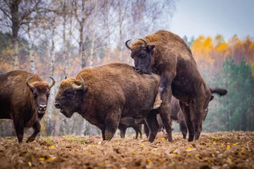 Fotobehang Bizon indrukwekkende gigantische wilde bizons die vredig grazen in het herfstlandschap