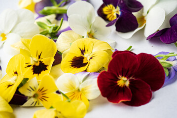 viola flowers on the white background