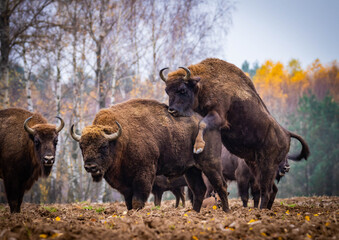 
impressive giant wild bison grazing peacefully in the autumn scenery