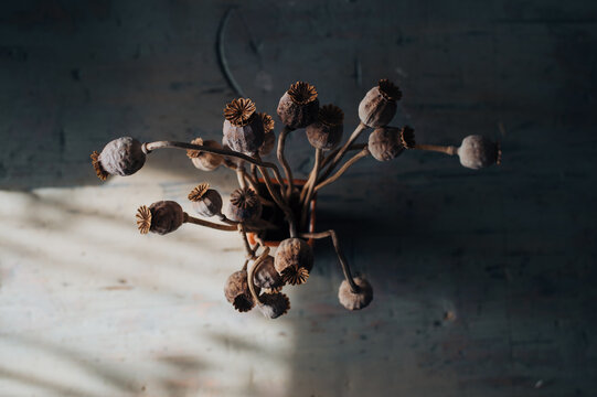 dry poppy heads also known as opium straw