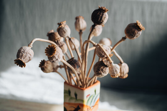 dry poppy heads also known as opium straw