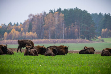 
impressive giant wild bison grazing peacefully in the autumn scenery