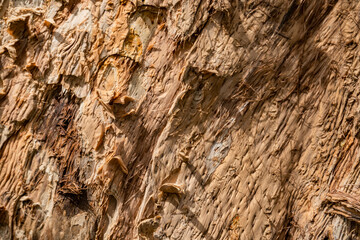 Tree bark close up texture background
