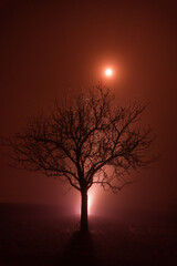 Winter tree in magical red atmosphere with fog an moon shine