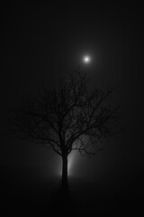 Fototapeta na wymiar Winter tree in magical atmosphere with fog an moon shine