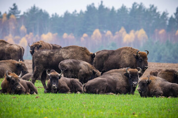 impressive giant wild bison grazing peacefully in the autumn scenery