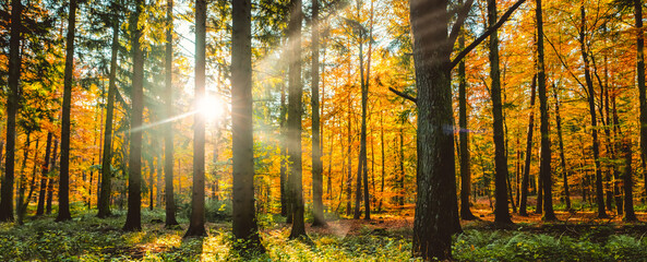 Silent Forest in autumn fall with beautiful bright sun rays