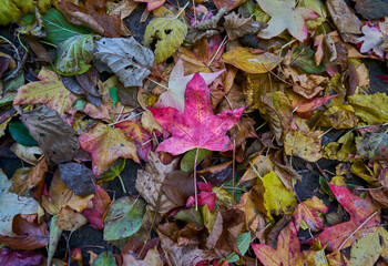 Fallen colored leaves over the forest in autumn