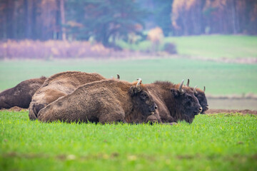  impressive giant wild bison grazing peacefully in the autumn scenery © Magdalena