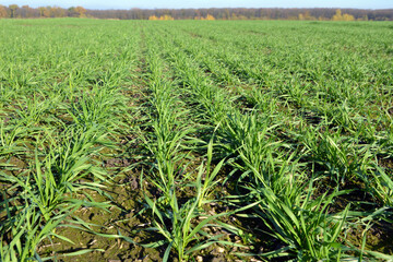 Winter wheat sowings