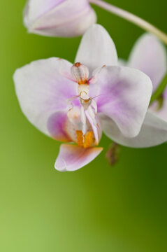 Orchid mantis (Hymenopus coronatus) on green background