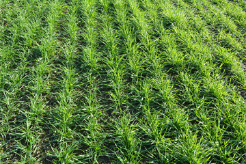 Winter wheat sowings