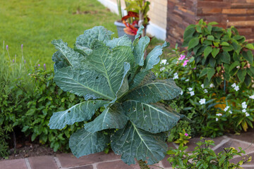 The beauty of a kale plant, a vegetable rich in nutrients.