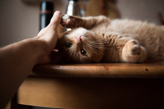 Cute ginger cat playing on the kitchen table