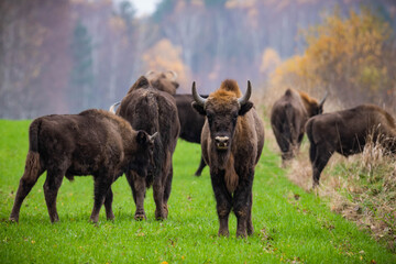 
impressive giant wild bison grazing peacefully in the autumn scenery