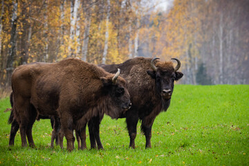 impressionnant bison sauvage géant paissant paisiblement dans le paysage d& 39 automne