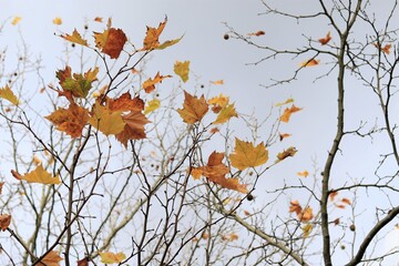 Golden Autumn Foliage Against a Clouded Sky