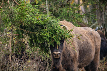 
impressive giant wild bison grazing peacefully in the autumn scenery