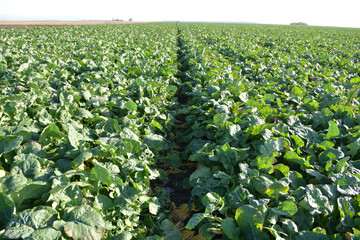 In the autumn field grows winter rape