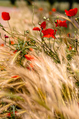 Fototapeta premium Mohn und Getreide