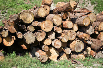 Tronchi d'albero tagliati accatastati uno sopra l'altro 