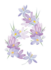 Fototapeta na wymiar Light spring ornament from crocus flowers. Illustration isolated on white background.