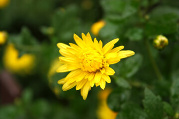 Single blooming vibrant aster flower from Asteraceae family. Green blurred background.
