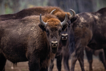 
impressive giant wild bison grazing peacefully in the autumn scenery